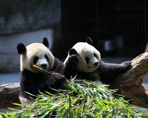 Preview wallpaper panda, animals, bamboo, leaves, cute