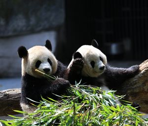 Preview wallpaper panda, animals, bamboo, leaves, cute