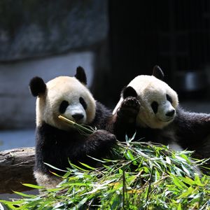 Preview wallpaper panda, animals, bamboo, leaves, cute