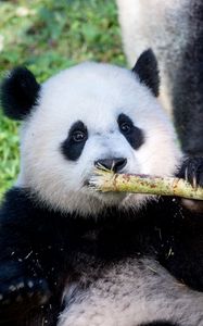 Preview wallpaper panda, bamboo, animal, funny, cute