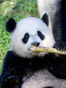 Preview wallpaper panda, bamboo, animal, funny, cute
