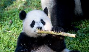 Preview wallpaper panda, bamboo, animal, funny, cute