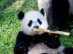 Preview wallpaper panda, bamboo, animal, funny, cute