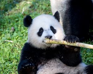 Preview wallpaper panda, bamboo, animal, funny, cute