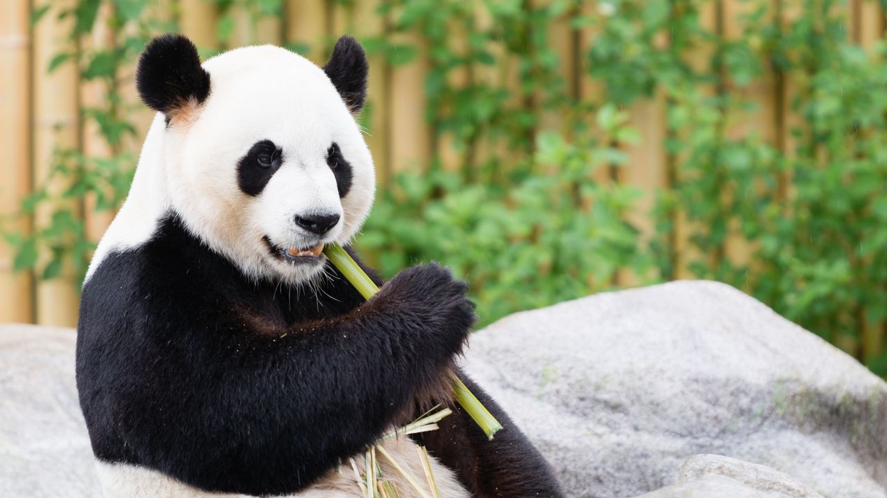 Wallpaper panda, bamboo, animal