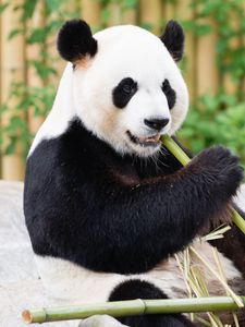 Preview wallpaper panda, bamboo, animal