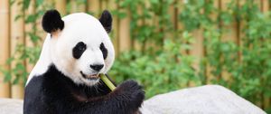 Preview wallpaper panda, bamboo, animal