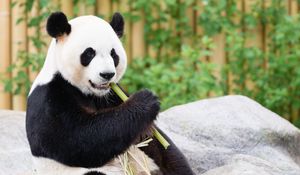 Preview wallpaper panda, bamboo, animal