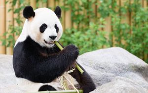 Preview wallpaper panda, bamboo, animal