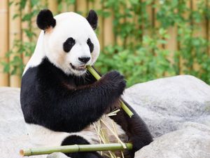 Preview wallpaper panda, bamboo, animal