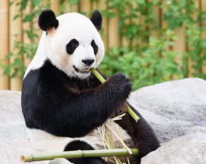 Preview wallpaper panda, bamboo, animal