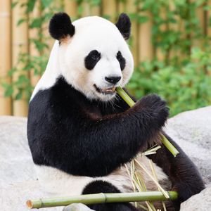 Preview wallpaper panda, bamboo, animal