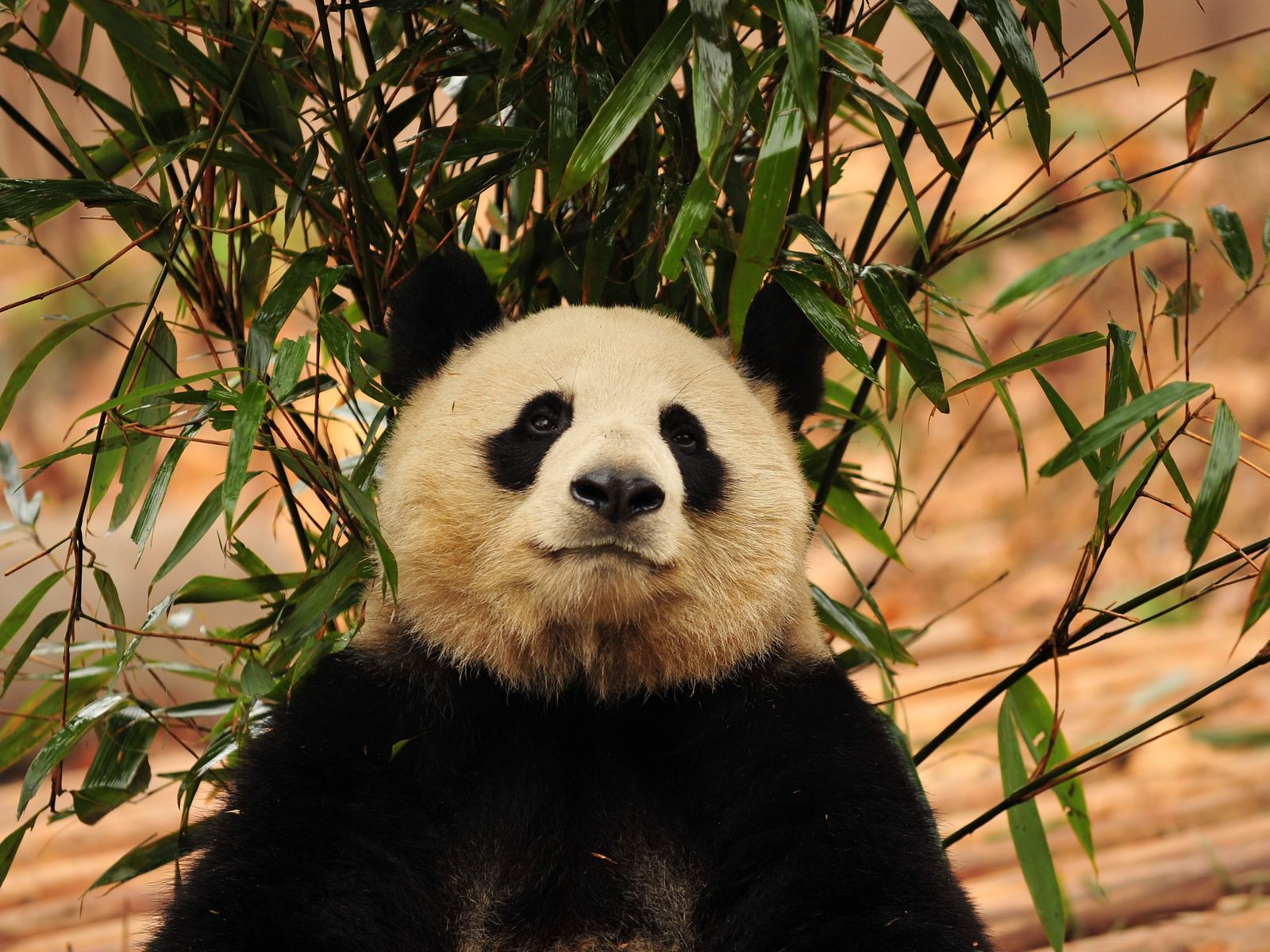 Download wallpaper 1600x1200 panda, bamboo, bear standard 4:3 hd background