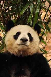 Preview wallpaper panda, bamboo, bear