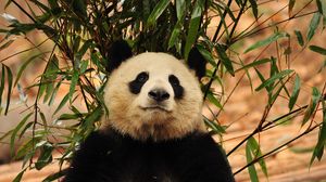 Preview wallpaper panda, bamboo, bear