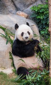 Preview wallpaper panda, bamboo, branches, animal