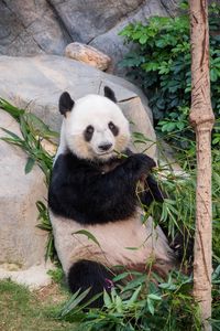 Preview wallpaper panda, bamboo, branches, animal