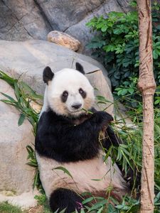 Preview wallpaper panda, bamboo, branches, animal