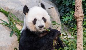 Preview wallpaper panda, bamboo, branches, animal