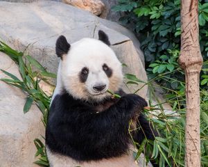 Preview wallpaper panda, bamboo, branches, animal