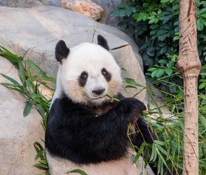 Preview wallpaper panda, bamboo, branches, animal