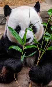 Preview wallpaper panda, bamboo, food, bear