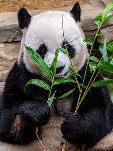 Preview wallpaper panda, bamboo, food, bear