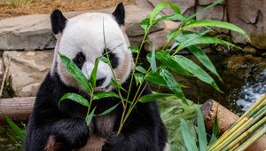 Preview wallpaper panda, bamboo, food, bear