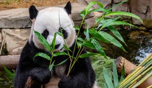 Preview wallpaper panda, bamboo, food, bear