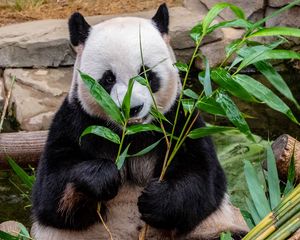 Preview wallpaper panda, bamboo, food, bear