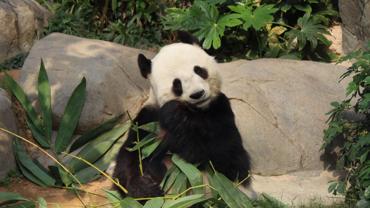 Wallpaper panda, bamboo, funny, animal
