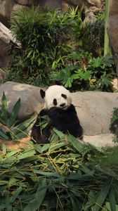 Preview wallpaper panda, bamboo, funny, animal
