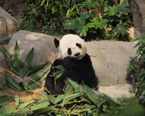 Preview wallpaper panda, bamboo, funny, animal