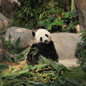 Preview wallpaper panda, bamboo, funny, animal