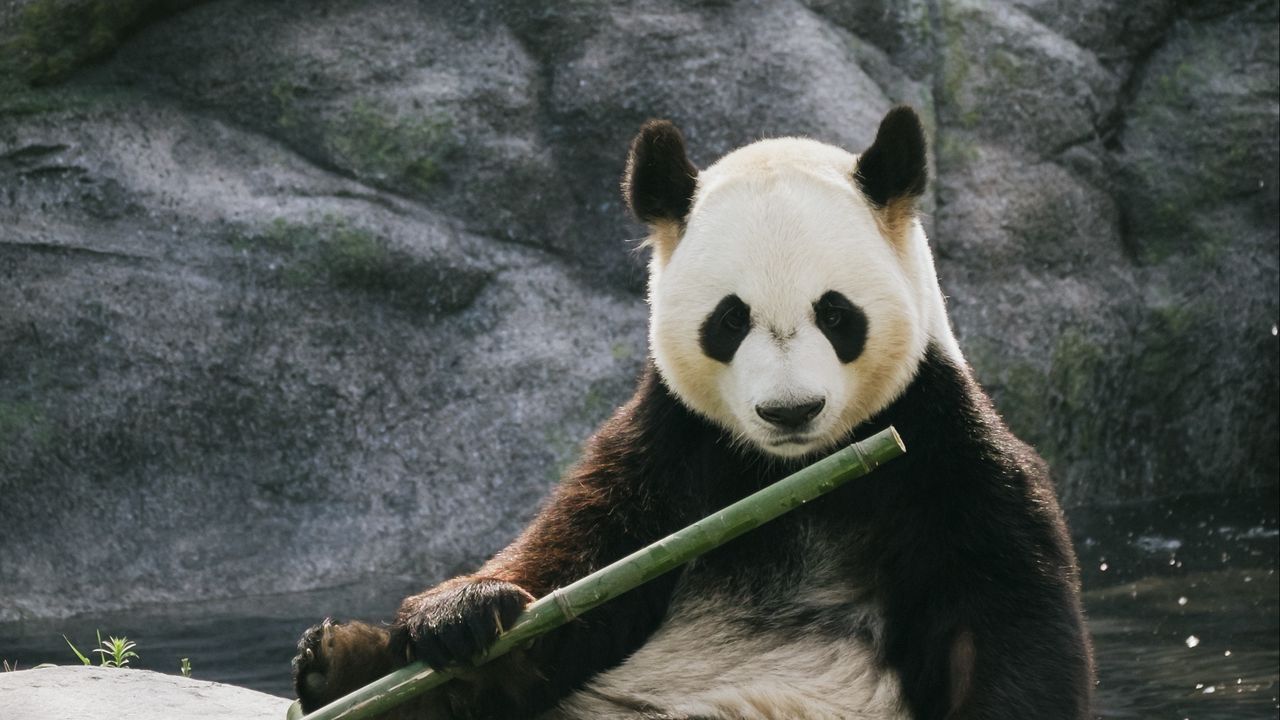 Wallpaper panda, bamboo, stones, animal