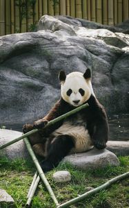 Preview wallpaper panda, bamboo, stones, animal