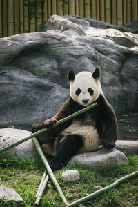 Preview wallpaper panda, bamboo, stones, animal