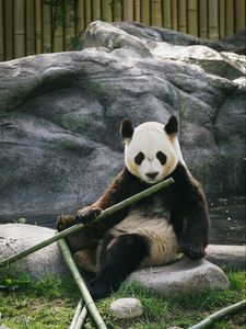 Preview wallpaper panda, bamboo, stones, animal