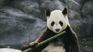 Preview wallpaper panda, bamboo, stones, animal
