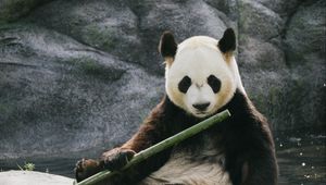 Preview wallpaper panda, bamboo, stones, animal