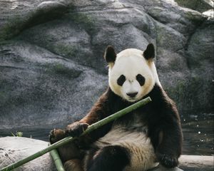 Preview wallpaper panda, bamboo, stones, animal