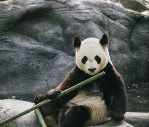 Preview wallpaper panda, bamboo, stones, animal