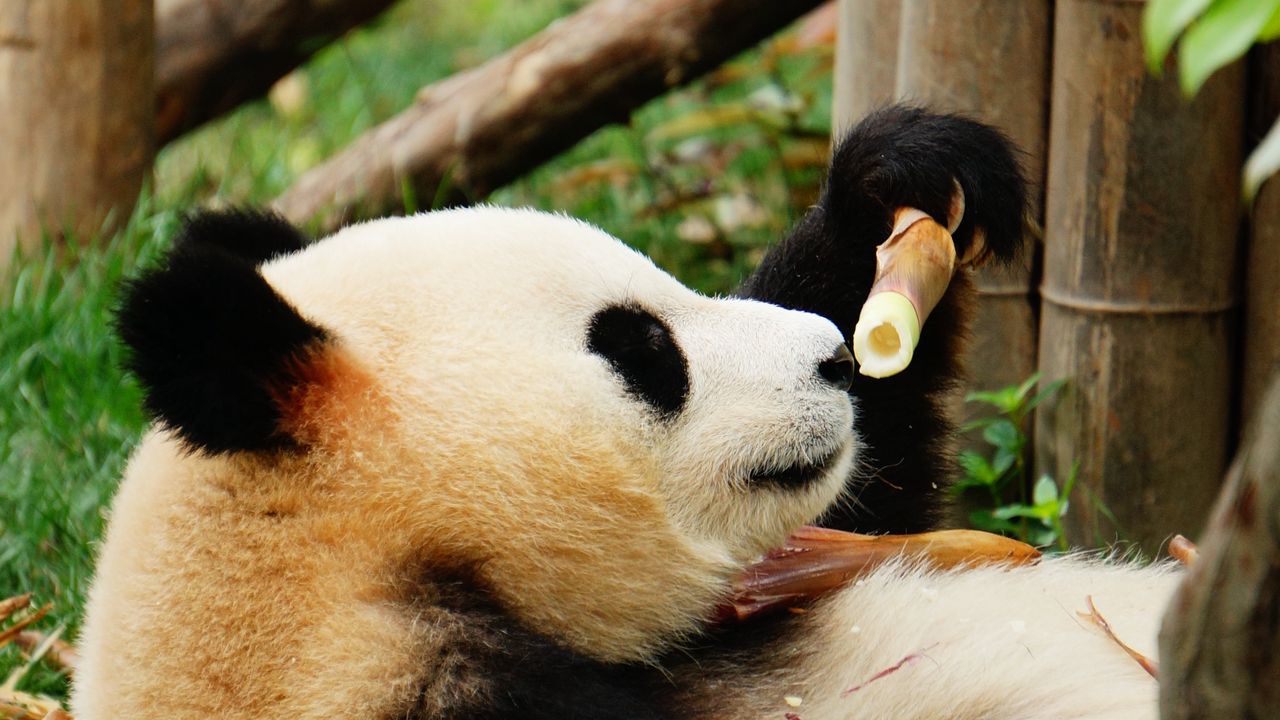 Wallpaper panda, bamboo, trees, animal