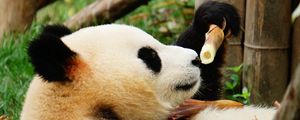 Preview wallpaper panda, bamboo, trees, animal