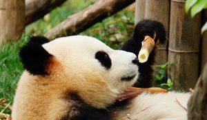 Preview wallpaper panda, bamboo, trees, animal