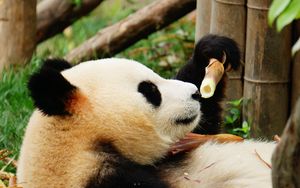 Preview wallpaper panda, bamboo, trees, animal
