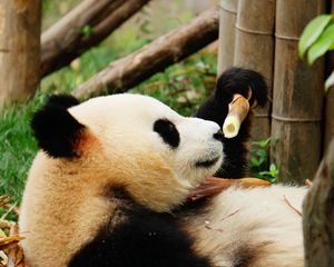 Preview wallpaper panda, bamboo, trees, animal