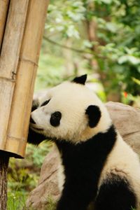 Preview wallpaper panda, bamboo, wildlife, animal