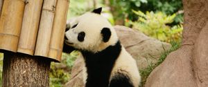 Preview wallpaper panda, bamboo, wildlife, animal