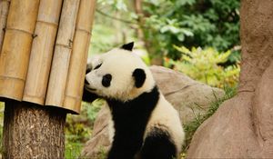 Preview wallpaper panda, bamboo, wildlife, animal